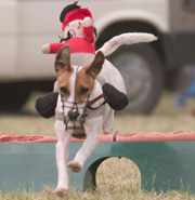 Derbyshire County Show